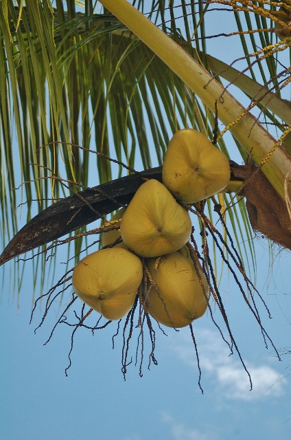 coconut tree